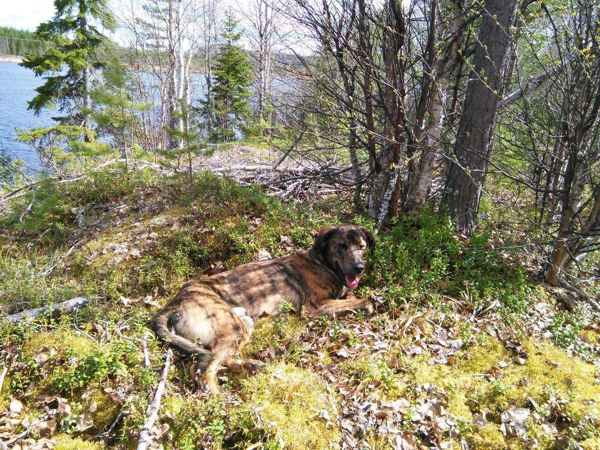 Gafsele Lappland Hostel Väster Gafsele Buitenkant foto